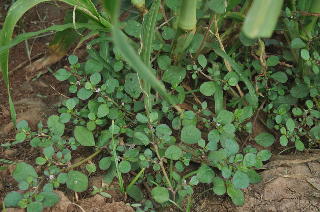 Trianthema portulacastrum